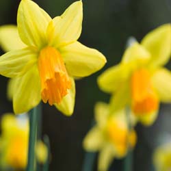 Narcissus pseudonarcissus obvallaris